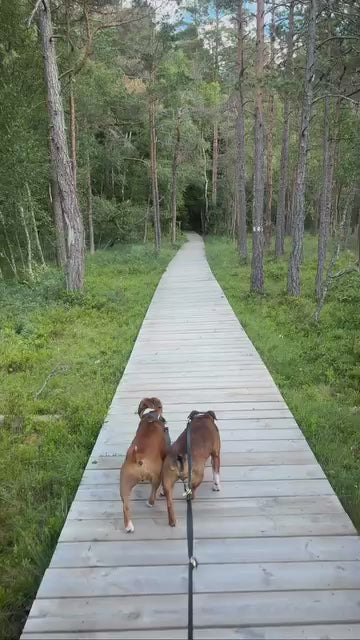 Ivve, länk till multikoppel